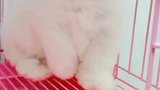 纯白短嘴比熊，无杂毛，无泪痕