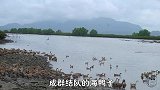 阿渔妹探秘鸭场，流油咸鸭蛋做法太简单了，两个步骤就搞定