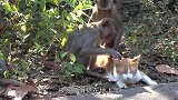 老鼠被猴子抓住，比被猫抓住还悲催，看完多少有点可怜！