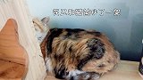 可可爱爱的小奶猫，我终于摸到了！顺便解释一下我为什么崩溃大哭