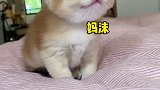 小老三：为什么老是我？萌宠出道计划