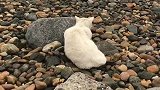 猎手猫小心翼翼准备捕猎海鸥，没想到它还会找掩体