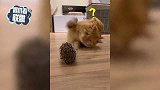 猫咪遇上刺猬有点“懵”：咦，这老鼠怎么长刺了