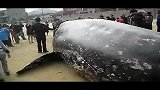 【pp拍客】海滩惊现巨鲸搁浅死亡