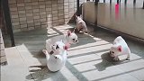 哈哈，两个小法斗之间的战争：我没站稳，重来！