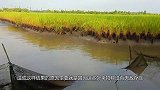 湄公河“虾王”，在越南重达一斤泛滥成灾，来中国却靠养殖为生