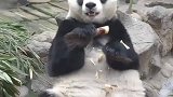 大熊猫不仅喜欢吃竹笋，还喜欢吃瓜？