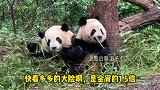 福多多，不是说近大远小吗