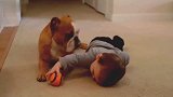 1岁萌宝趁狗狗不备，偷抢狗狗的球，下一秒憋住别笑！
