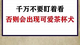 盯完看向窗户，有没有狗狗出现