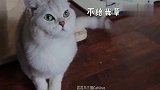 猫咪吃了草莓之后，会有什么样的反应结果出人意料