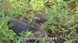村庄出现神秘“巨型生物”，吃光所有家禽！专家赶到脸色大变