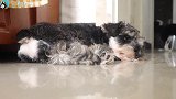 小奶狗7天没见到女主人了，相见之时会是啥反应？