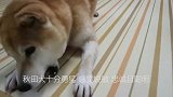 宠物选择秋田犬的真相，你将会多么幸福