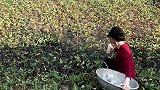 农家大妹子钓鱼真有一套，今天又是满载而归