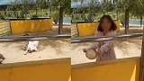 德州一动物园内女子翻进鸵鸟圈内“偷蛋” 园区：已进行处理