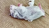 这届孩子不好带哦