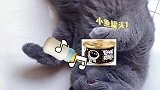 我是菠小萝