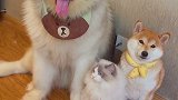 萌宠出道计划 布偶猫还是布偶狗？