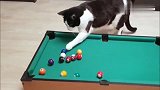 猫咪和主人打桌球，不就进洞吗我一个一个进给你看