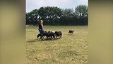 英国：一边牧犬失去听力被抛弃，学习手语后重新上岗牧羊