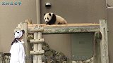 大熊猫生闷气，傻坐在木架上，蠢萌蠢萌的