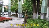 四川方言；爆笑昌付二哥看一次笑一次 看完直接笑喷了