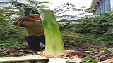 没有办法生活了，只好把这个蒜苔卖掉