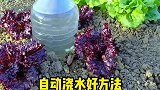 懒人就得用这招，试试这样的灌溉小技巧，大大节省了劳动力！