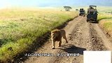蒙格雄狮联盟：殴打快成年的雄狮后代，赶出狮群，外出流浪