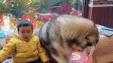 小主人哭闹非要喂洛洛吃东西，眼前这一幕太可爱了