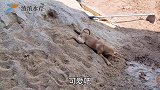 带上拉布拉多，去农村体验田园生活，这样的生活小狗最喜欢