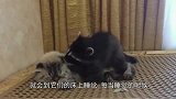 主人给黑猫找了个媳妇，睡觉时黑猫就一脸惊恐：以后会不会被压死