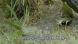 传说中的“水猴子”，现身孟加拉，被当地驯服，镜头记录整个过程