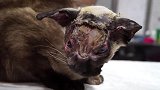 一只脸部严重烧伤的猫，就在快放弃时遇到好心人救助