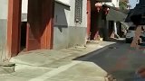 成都被领养的退役警犬，在院内听到训导员的呼唤，立刻飞奔出来！