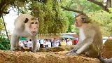 小公猴主动挑衅老猴王，老猴王发飙了，这架势不愧的霸气的猴王