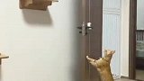 橘猫在家里玩跑酷，爬上房梁后通道被主人关了