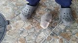 小奶猫在主人臭鞋子里玩，主人不嫌弃还把抱它，主人真有爱