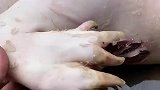 长五根手指的猪，真是难得一见