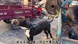 狗市现身一只花皮猛犬，虎视眈眈的盯着人看，没有人敢上去摸它