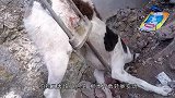 流浪狗被钢铁插入腹部，下秒男子的举动让人暖心，镜头记录全过程