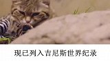 世界上最小的猫你绝对没见过