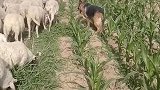神奇的德牧犬可以放牧牛羊