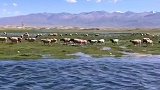 新疆草原美景，知道是在哪个季节吗