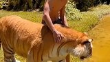 这是我养的大猫，最喜欢我给它采耳了
