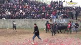 乡村斗牛：小朋友拿着糯米饭，啃着鸡腿在津津有味地欣赏斗牛！