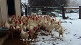 傻鹿在雪地里撒欢的蹦哒，却不想乐极生悲，一只鹿角蹦掉了