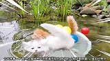 猫咪友谊的船说翻就翻，它们两个分开直接上岸