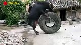 爆笑：牛不牛，不牛，以后别叫牛了